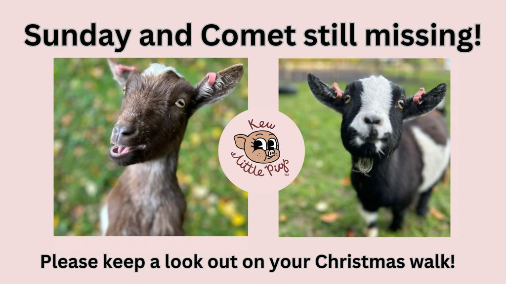 MISSING GOATS: Please keep an eye our on your Christmas walk for Sunday and Comet