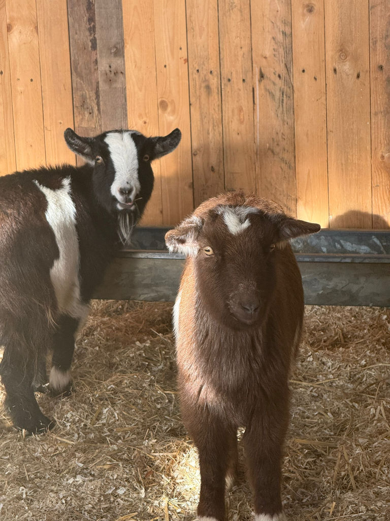 Joy as second pair of goats RETURN after being stolen five weeks ago