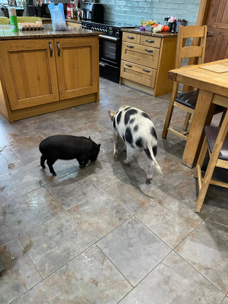 Grandma adopts Snoop Hogg and Piggy Smalls and the little pigs are a hit with her family and friends!