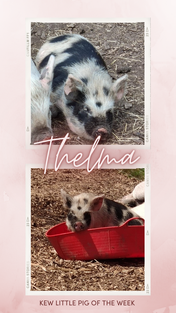 Pig of the week - Thelma!