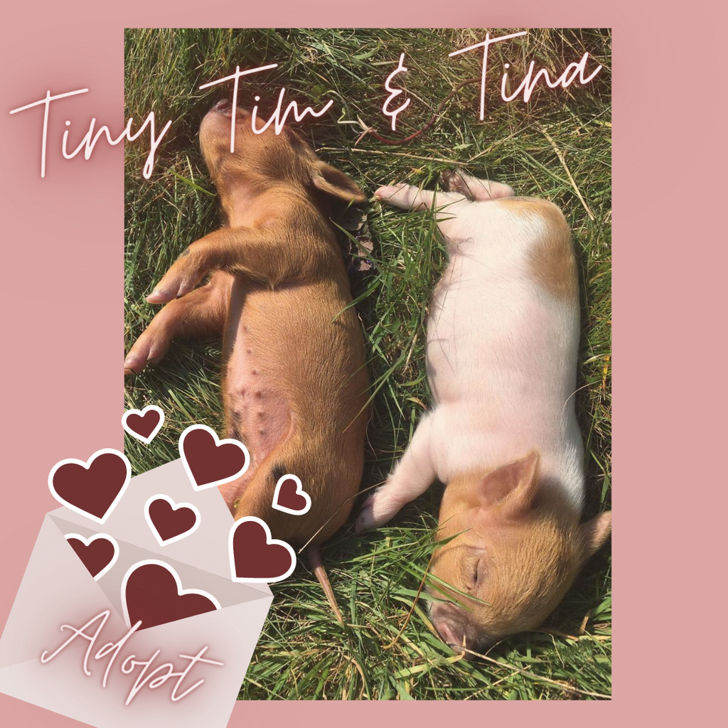 Kew Little Pigs Tiny Tim and Tina for adoption!