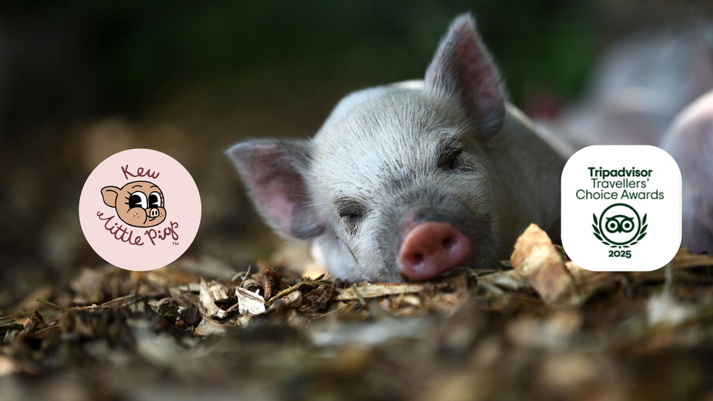 Kew Little Pigs Farm brings home the truffles with Tripadvisor award and announces next family fun day