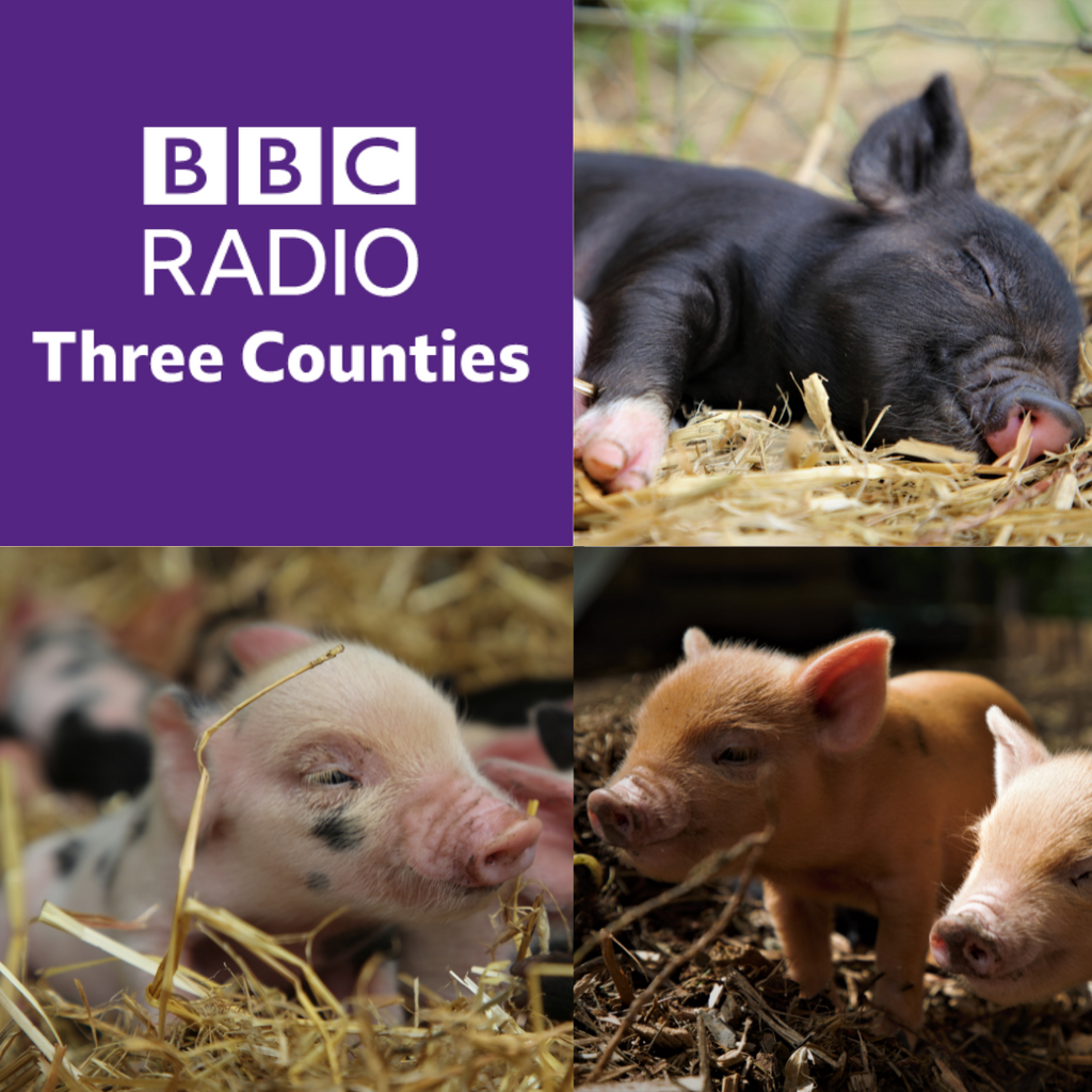 BBC Three Counties Radio visited our farm last week!