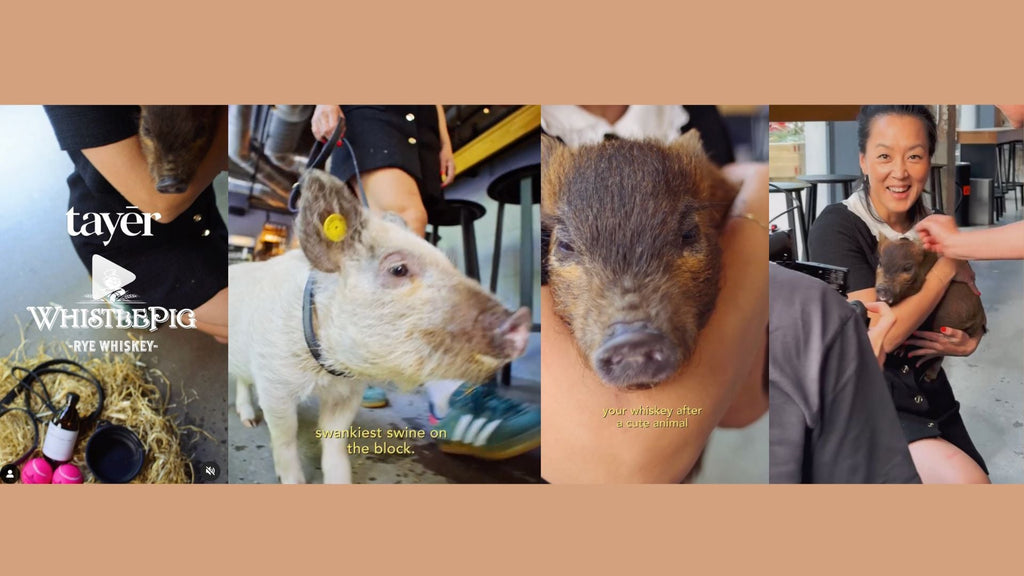 Swankiest swine! Our show pigs take part in fun filming for viral drinks brand collaboration