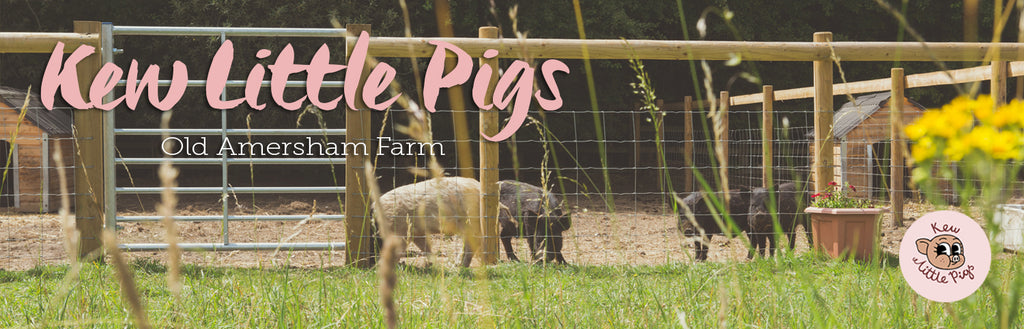 Kew Little Pigs farm video