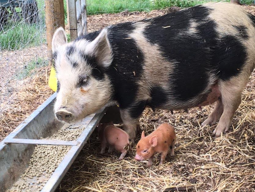 MIA'S LITTER OF PIGLETS BORN 27TH APRIL 2020