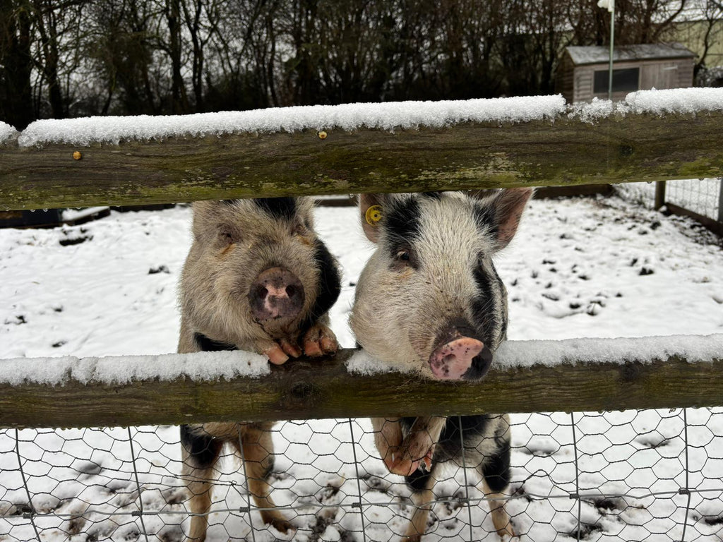 Snow hogs! Adorable scenes as mummy and her babies enjoy the snow