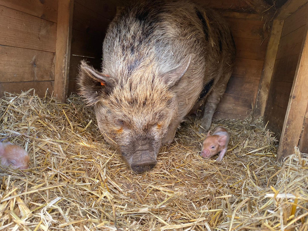 Rosie-May's Piglets farrowed 10th April 2020