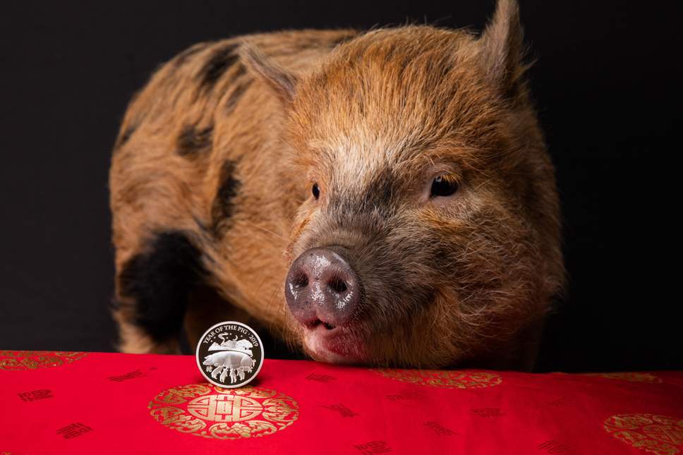 The Year Of The Pig 2019