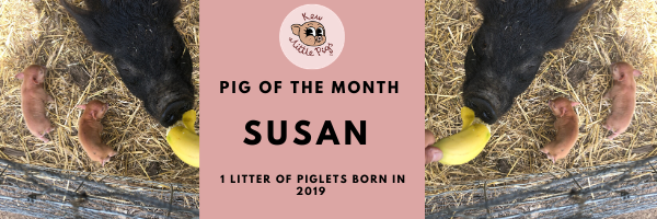 Miniature Pig of the month January 2020