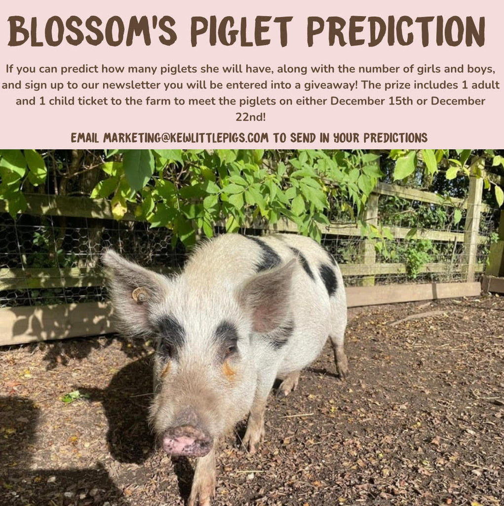 Blossom's piglets are due! Right in time for you to grab a Black Friday bargain! SALE LIVE NOW!