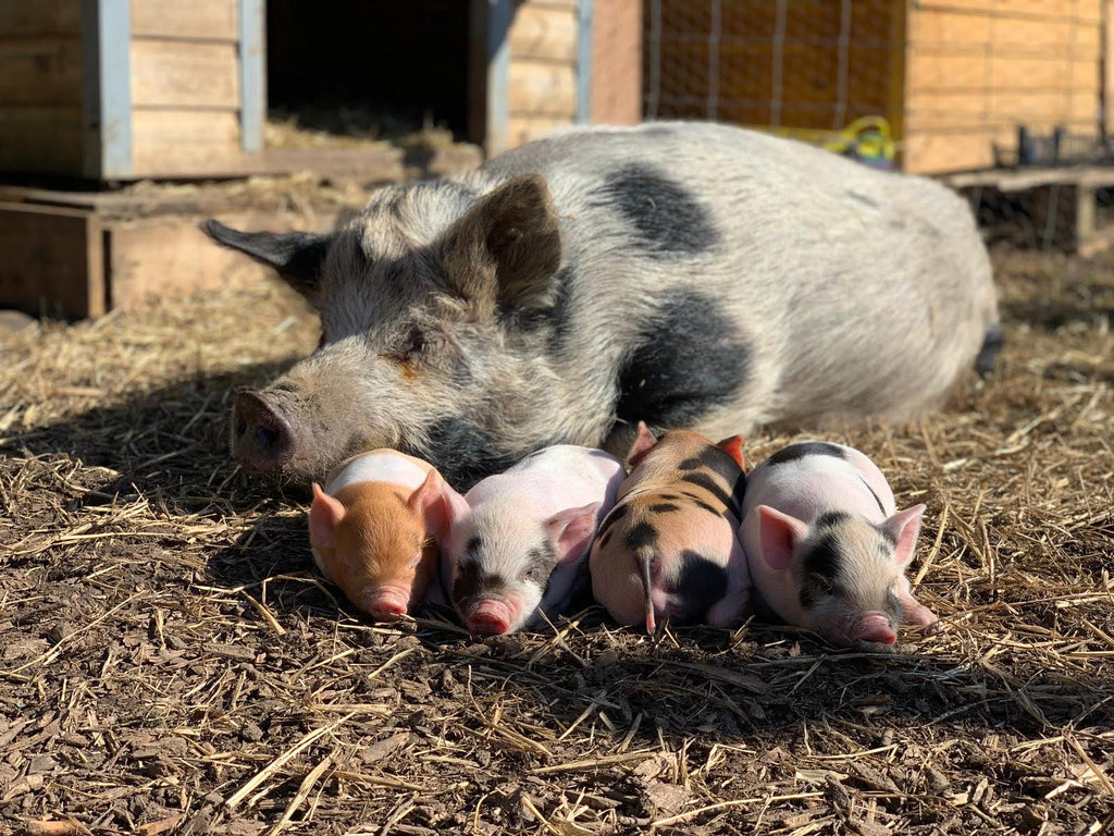 Kew Little Pigs March Newsletter