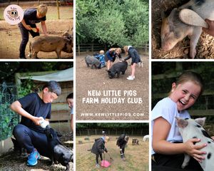 Kew Little Pigs Farm Holiday Club