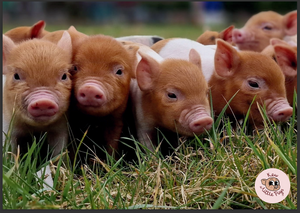 Poster - Piglets in the grass