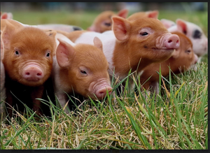 Postcard - Piglets in the grass