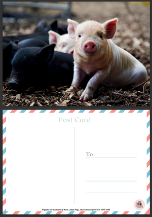 Postcard - Piglets on the farm