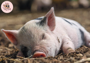 Kew Little Pigs Poster - Sleeping Pig