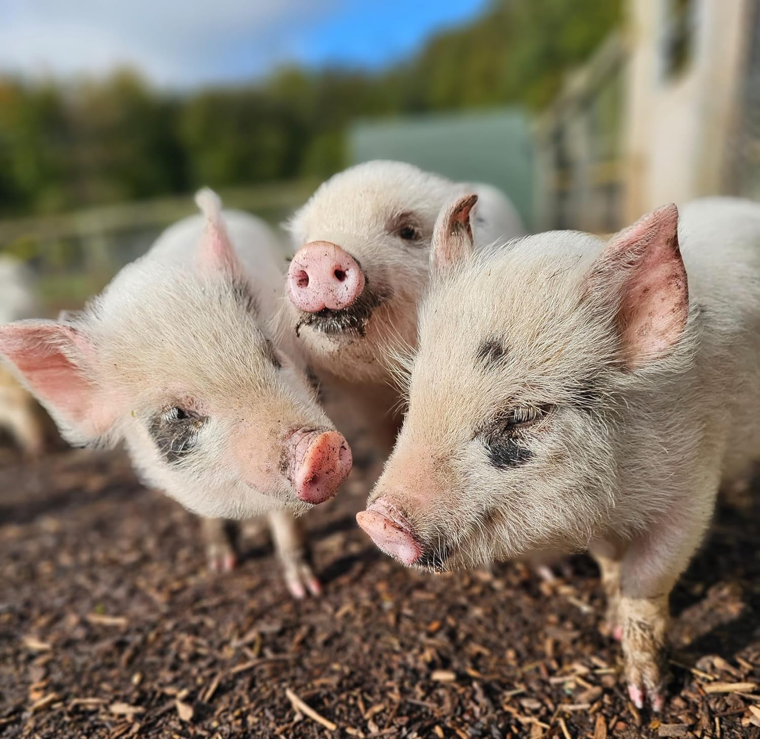 Kew Little Pigs: Piggy Pet & Play and Crowne Plaza Spa Gift Voucher for 1
