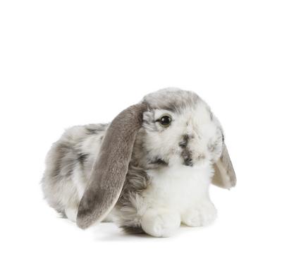 Rabbit (Grey)Dutch Lop soft toy