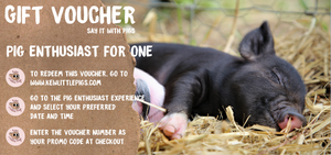 Pig Enthusiast Voucher For One