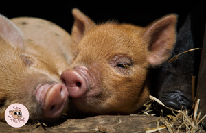 Poster Kew Little Pigs - 'Snouts'