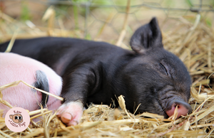 Kew Little Pigs Poster - 'Sleeping Snout'