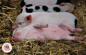 Kew Little Pigs Poster - 'Relax'