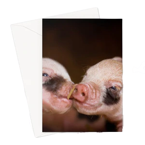 Greetings card - Kissing Pigs