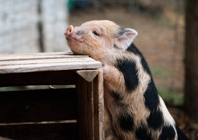 Spotted micro pig reaching out to see over a wooden crate at Kew Little Pigs Farm.