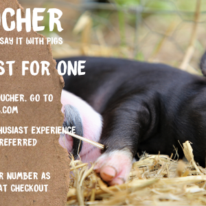 Pig Enthusiast Voucher For One