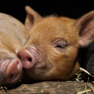 Poster Kew Little Pigs - 'Snouts'