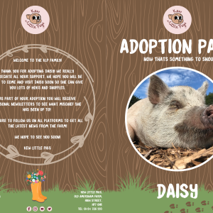 50% off Adopt Daisy