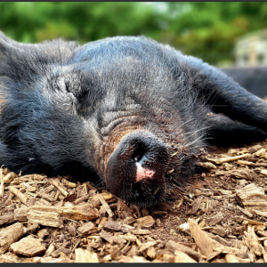 Poster - Fern Snoozing