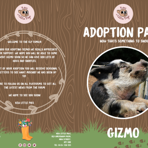50% off Adopt Gizmo