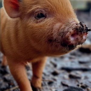 Card -Piglet in Mud