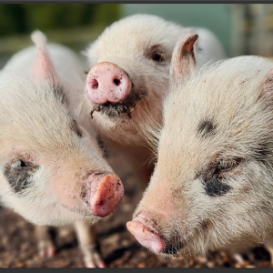 Poster - Piglet Trio