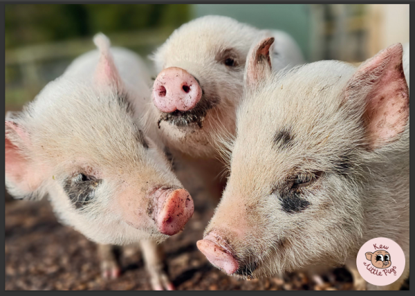 Poster - Piglet Trio