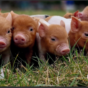 Poster - Piglets in the grass
