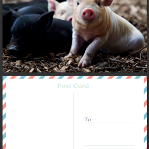 Postcard - Piglets on the farm