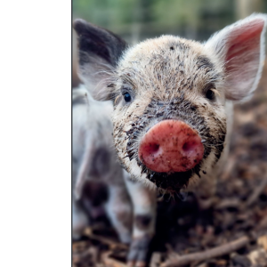 Card- Pink Snout