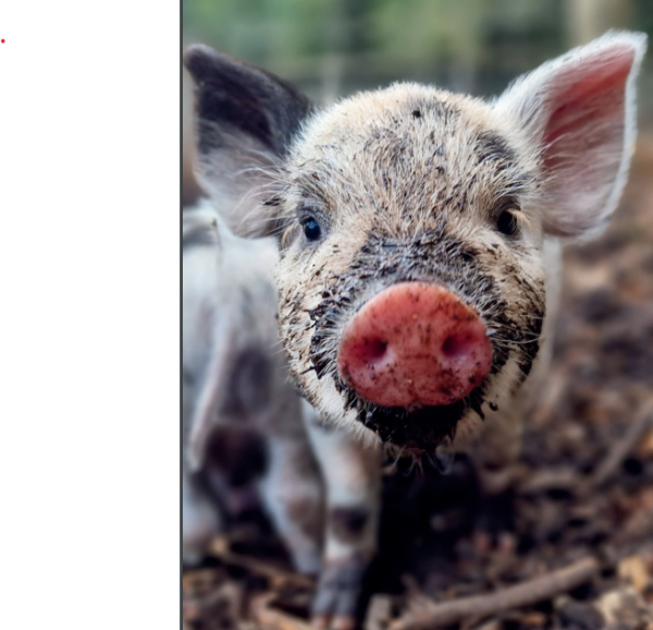 Card- Pink Snout