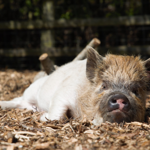 Poster Kew Little Pigs - 'Tiny Tim'