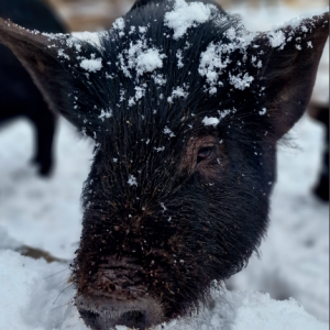 Christmas Card-Snow Fun