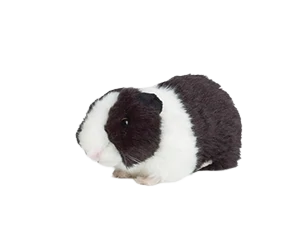 Black Guinea Pig with sound