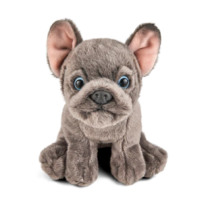 French Bulldog Puppy