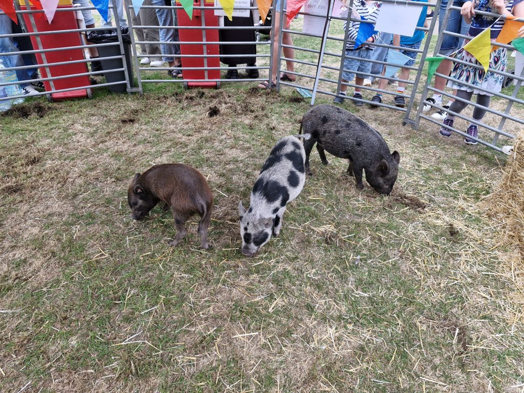 Three little pigs at Amersham Heritage Day