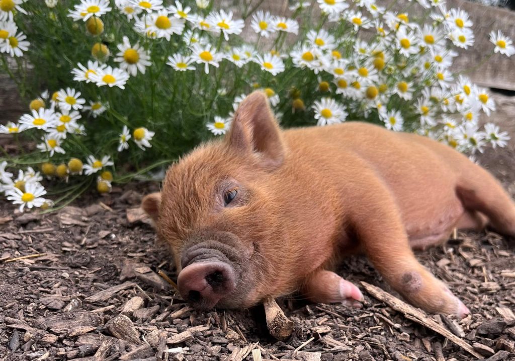 Foxy and Jason attended the event