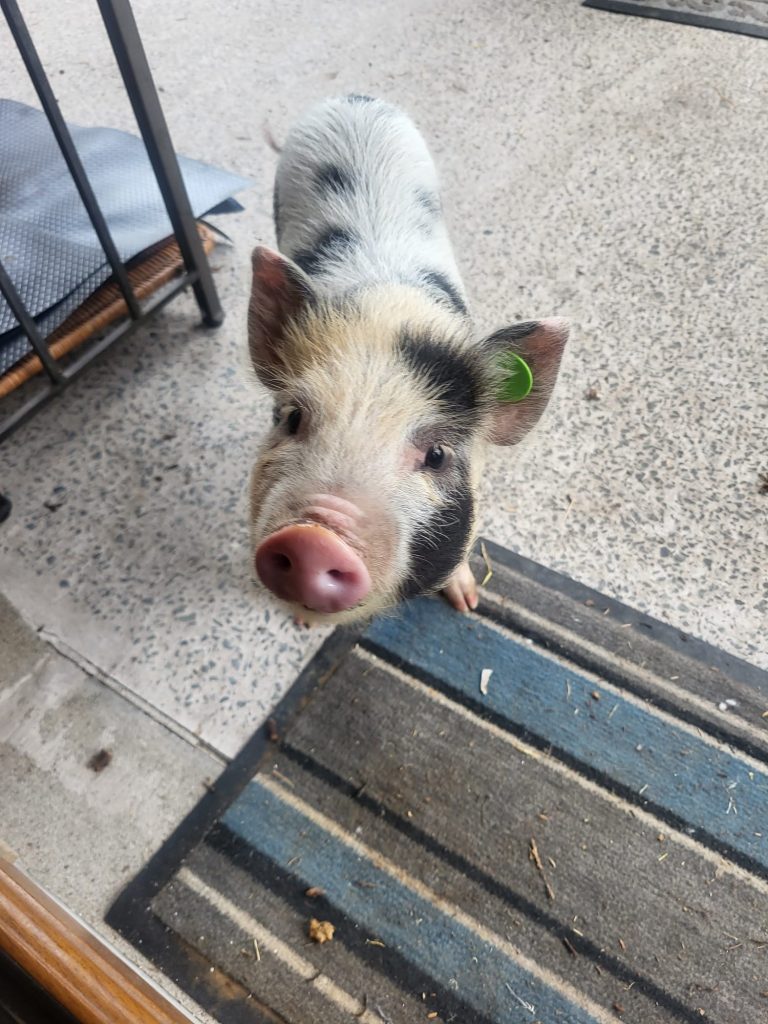 Winston the history making pig