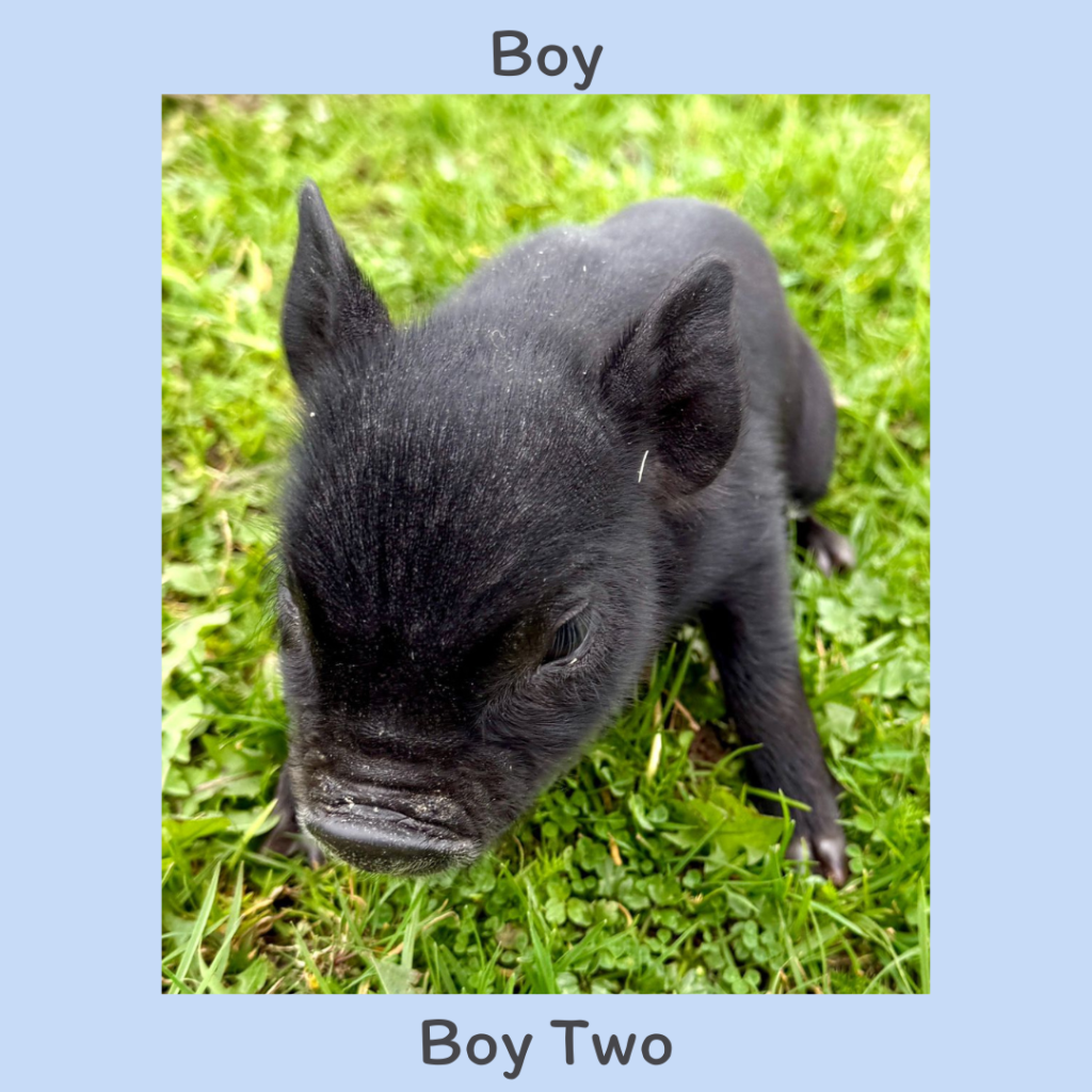 2. Boy - FJ