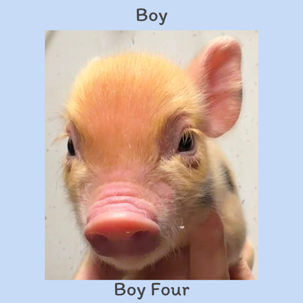 4. Boy - FJ
